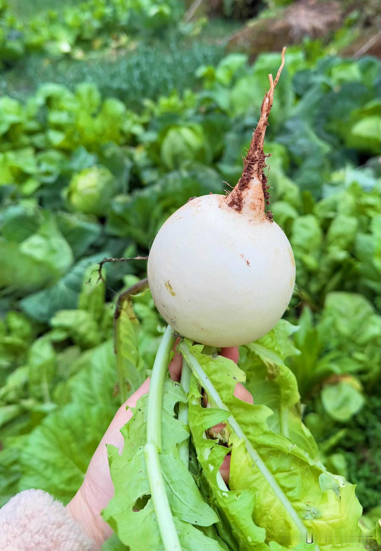 分享我这周有趣的事：四川的冬天，菜市场里最讨喜的莫过于那一个个圆滚滚的白萝卜。不