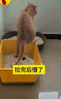 看到这个视频，俺直接笑岔气！这猫咪都两岁多了，压根不会用猫砂埋粑粑。天天