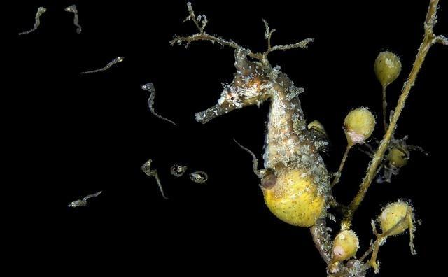 雄性海马绝对是这个世界上所有雄性动物的楷模，因为它是唯一能够生育幼崽的雄性动物。