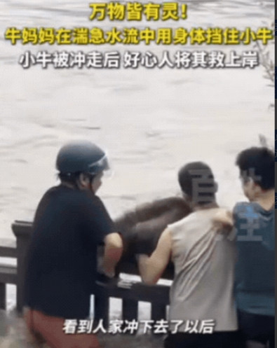 太有灵性了！浙江，牛正在河边吃草，不料，河水突然暴涨，主人来不及拉回，母牛和小牛