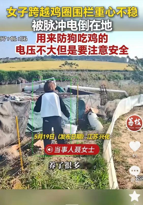 5月19日荔枝新闻报道，江苏兴化，聂女士为防止野狗偷袭家禽，特意在鸡舍外围装上低