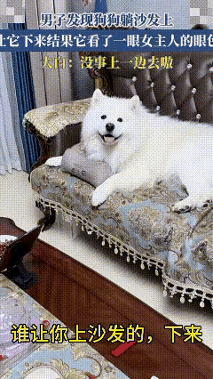 狗狗是懂得人情世故的，它明察秋毫，知道这个家里谁是大王。男子见狗狗躺在沙发上怡
