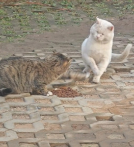 同样是流浪猫，同样是流落街头，可她们的命运却截然不同！
