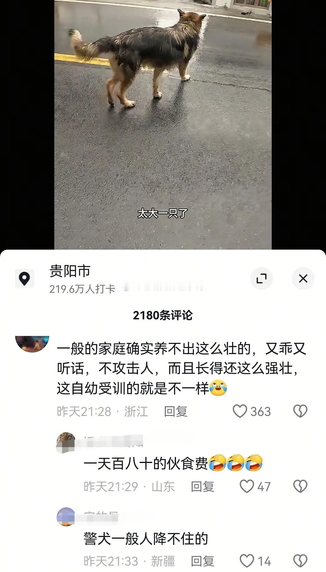 两个徒步的人遇到了一只走丢的警犬。感觉这个🐶不是走丢的，是自己跑出来的。工作肯