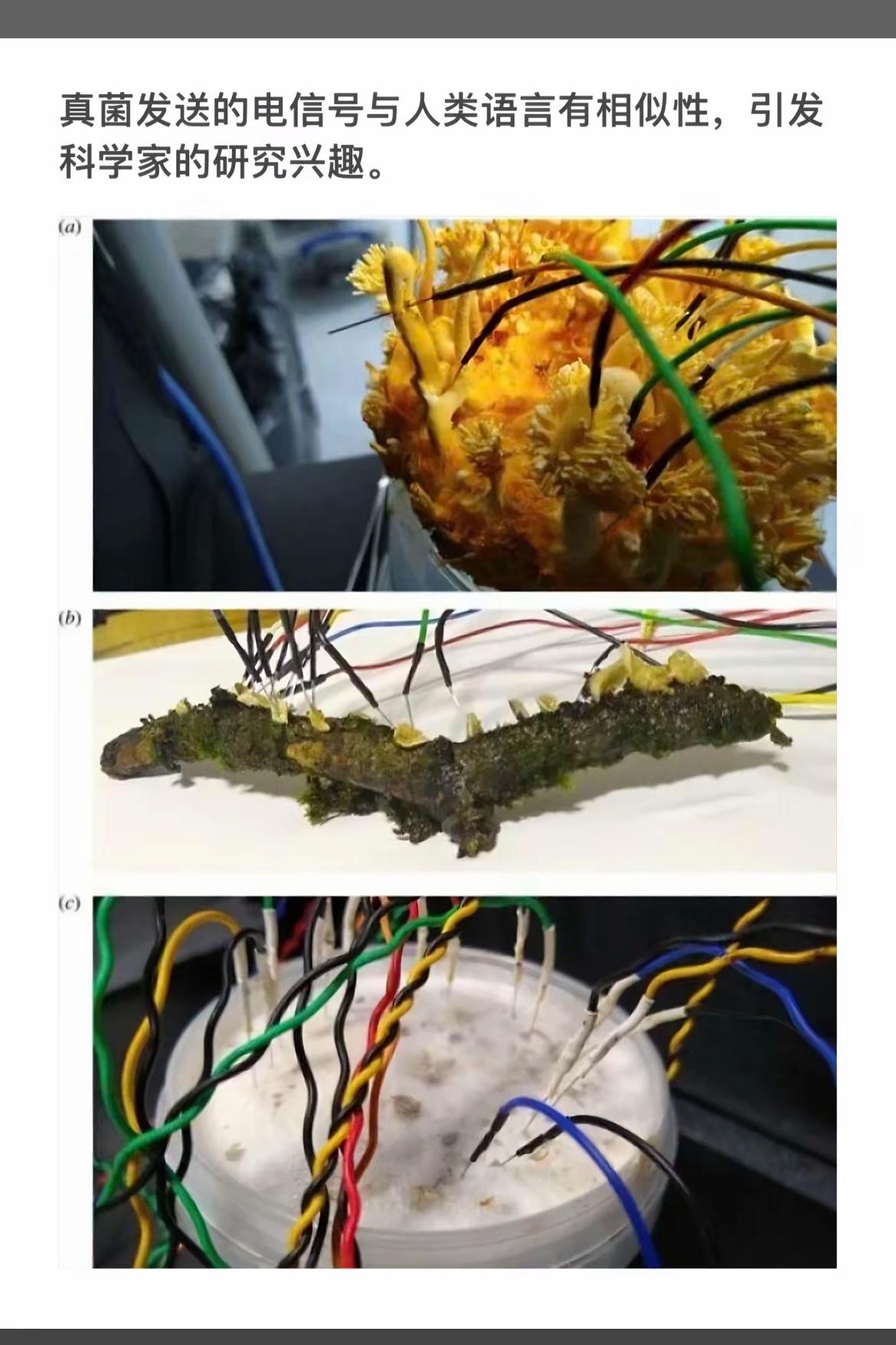 探索真菌的电信号，解密自然界的语言密码！🧬🔬🧑‍🔬