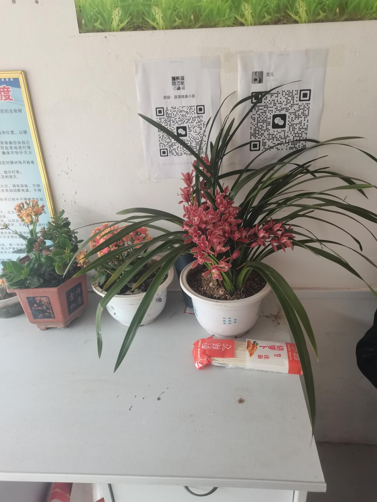 能把兰花养爆盆的，都是一个能把任何事情都办到极致的人，你们觉得呢。