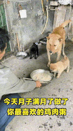 看完这一幕瞬间泪目，原来最真挚的亲情，不分物种，从来都是双向奔赴！家里的大