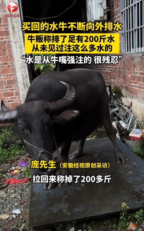 “太缺德了！”近日，广西钦州，一男子去乡下收牛，他见一头水牛长得非常结实，就花大