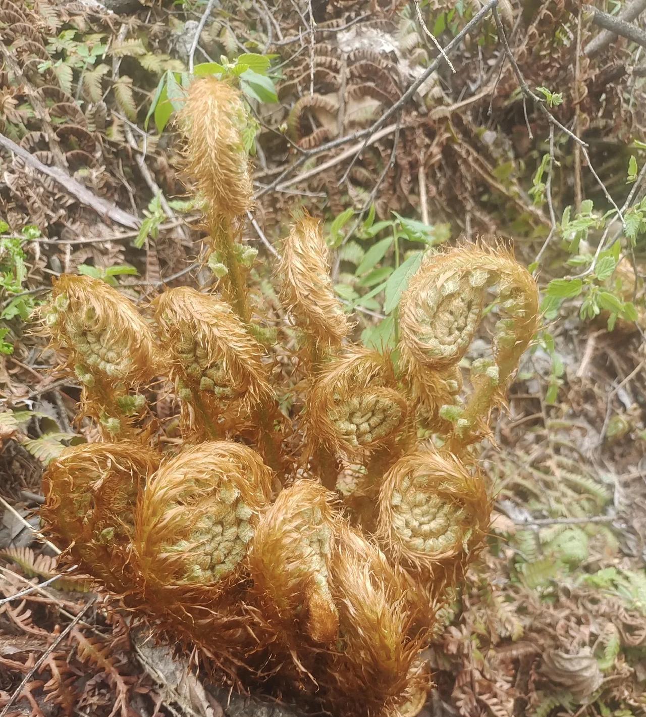 今天下午上山采野菜看到一堆这个东西一身小金毛长得很好看和蕨菜特别像第一