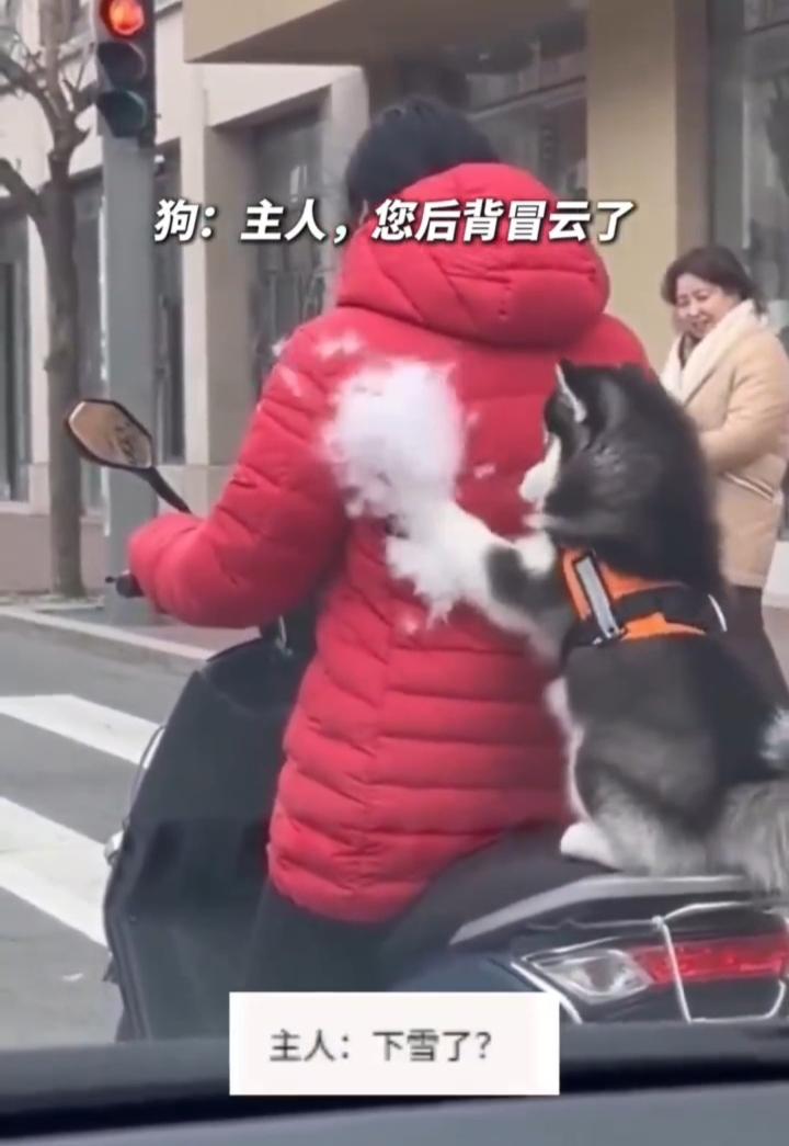 笑不活了！一名女子骑车载着小狗出门，小狗坐在女子身后，谁料女子等红绿灯的时候，身