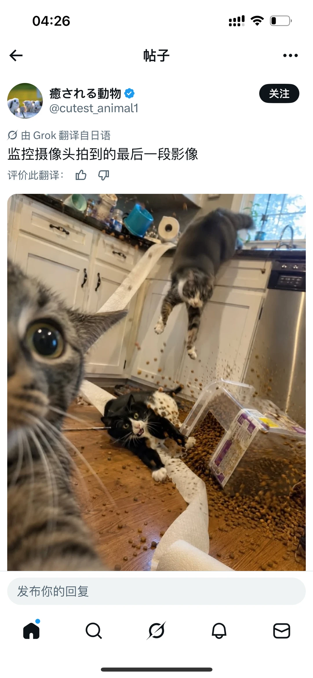 外国搞笑的猫咪🐱