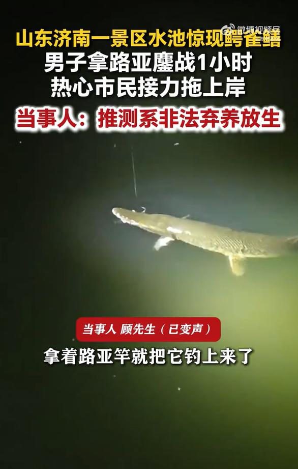 山东济南，一处景区的消防水池里，藏着一条外来入侵鳄雀鳝，经常钓鱼的顾先生游玩时发