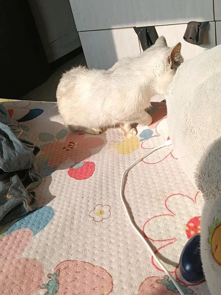 小家伙吃完饭就开启晒太阳和睡觉模式。就像网上那只叫“咪咪”的小猫咪，在阳光明媚的