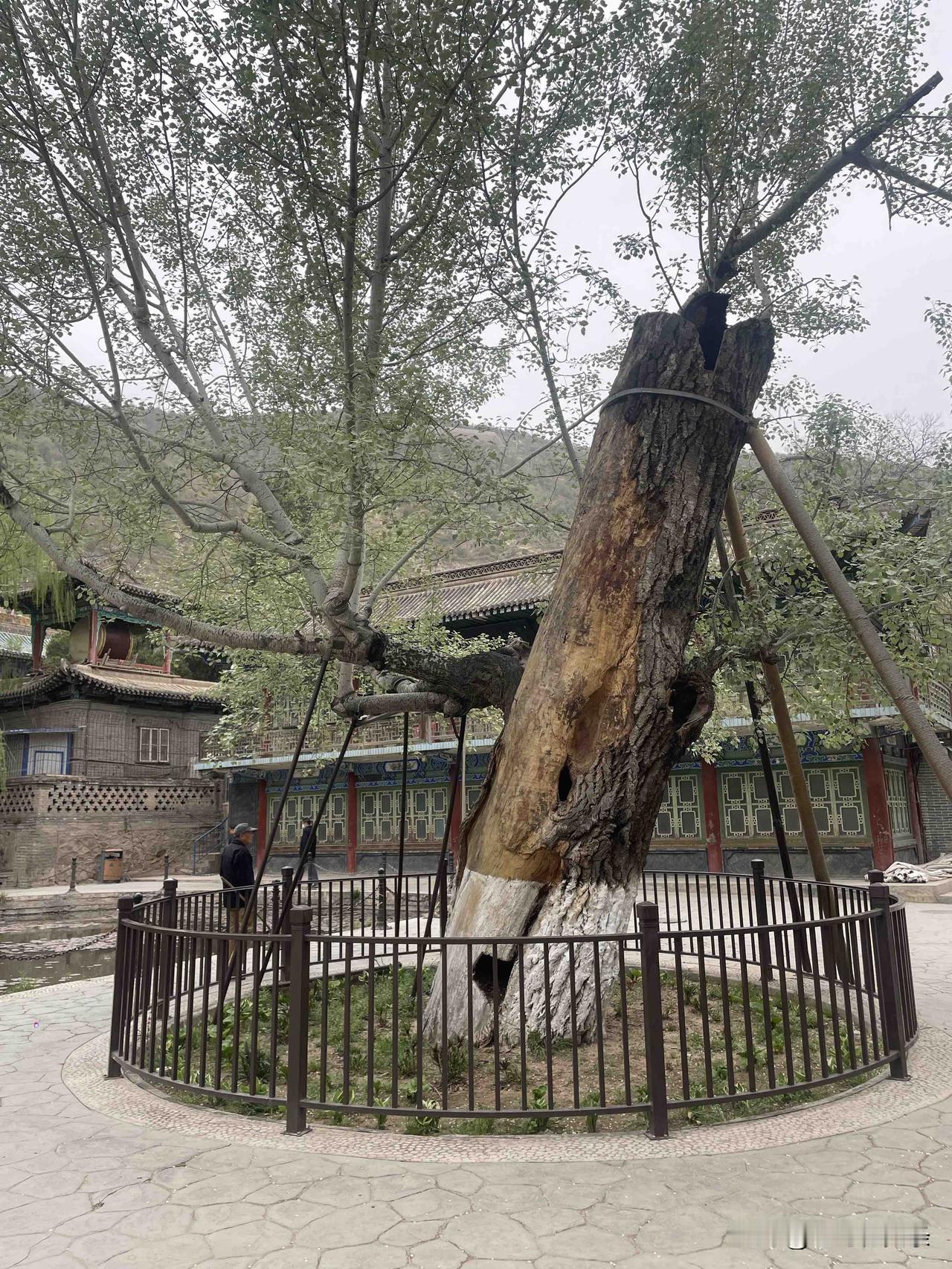 兰州五泉山公园的百年老槐树，那可是公园的活历史。走进公园，除了能看到西汉名将霍