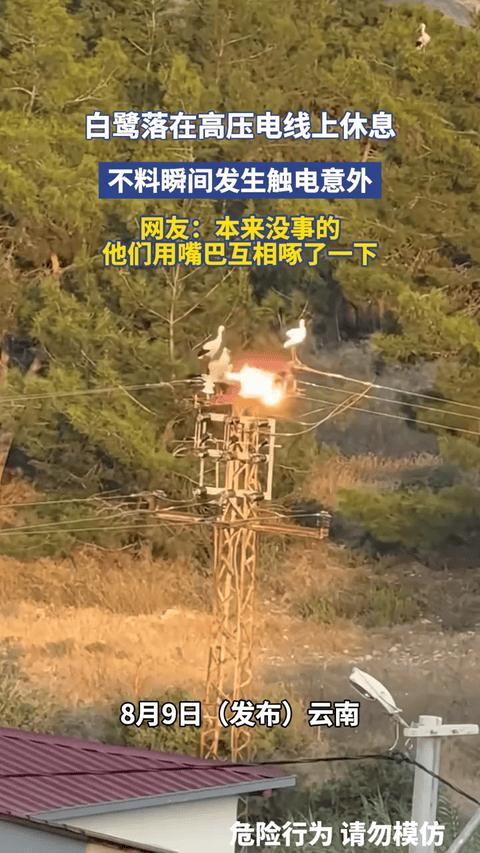 云南，有5只白鹭吃饱了，本想停在高压线上休息，一开始没有事的，不料一只白鹭举动，