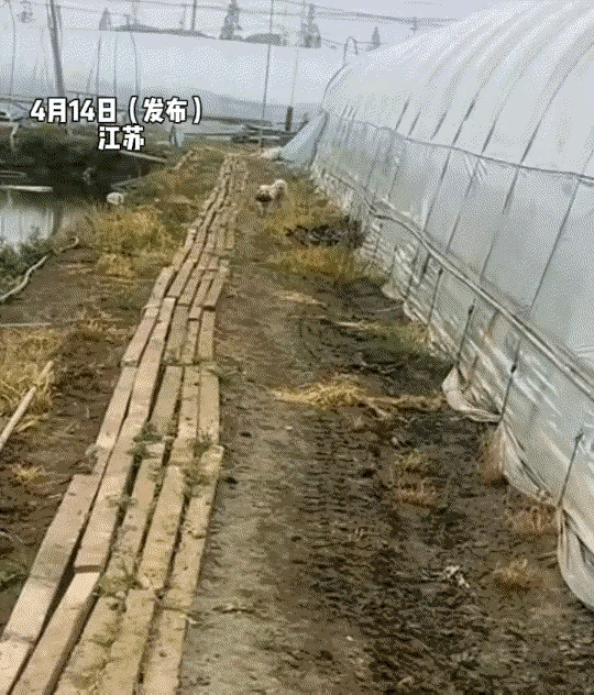 喂了三年的流浪狗，早就把他当成最信任的人。自己生了娃，还特意挑了最胖最乖的一只