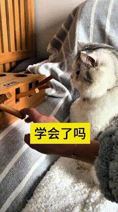 哎哟你瞅瞅这只小猫，学东西那叫一个专心！主人拿出来这个打地鼠的木玩具，手把手教它