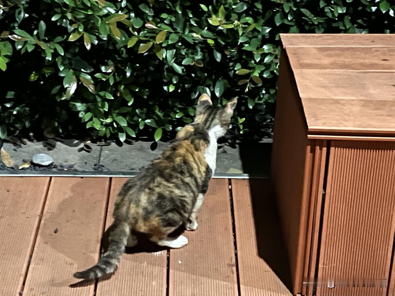 弱势流浪猫究竟如何生存？这是我在找我家猫期间认识的众多猫咪中，其中一只，它叫小三