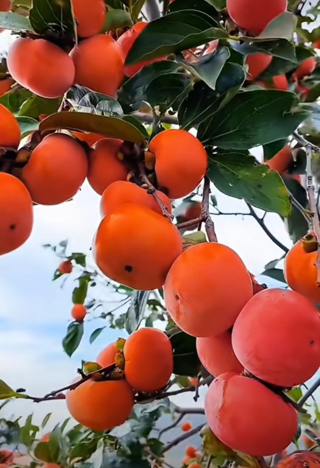 柿子啊，叫我该如何说你呢？你自身强硬不起来，一边抱怨别人专挑软的捏，一边