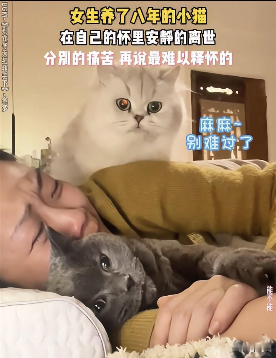 泪目了！一位小姐姐养了两只猫咪，其中一只灰色的蓝猫她养了八年，可最近它的状态越来