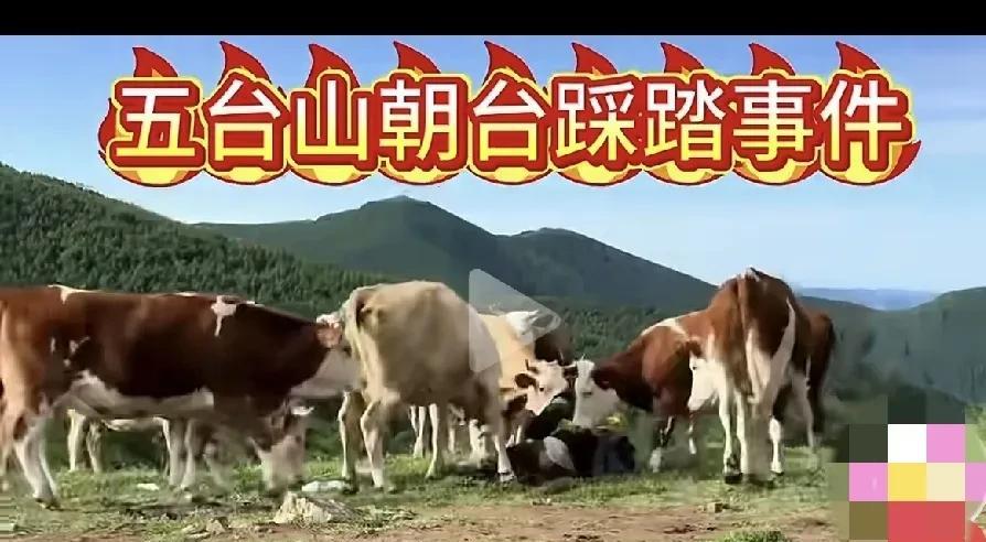 都说动物是有灵性的，你可千万不要不相信。五台山有游客在登山游玩的时候遇见牛群，