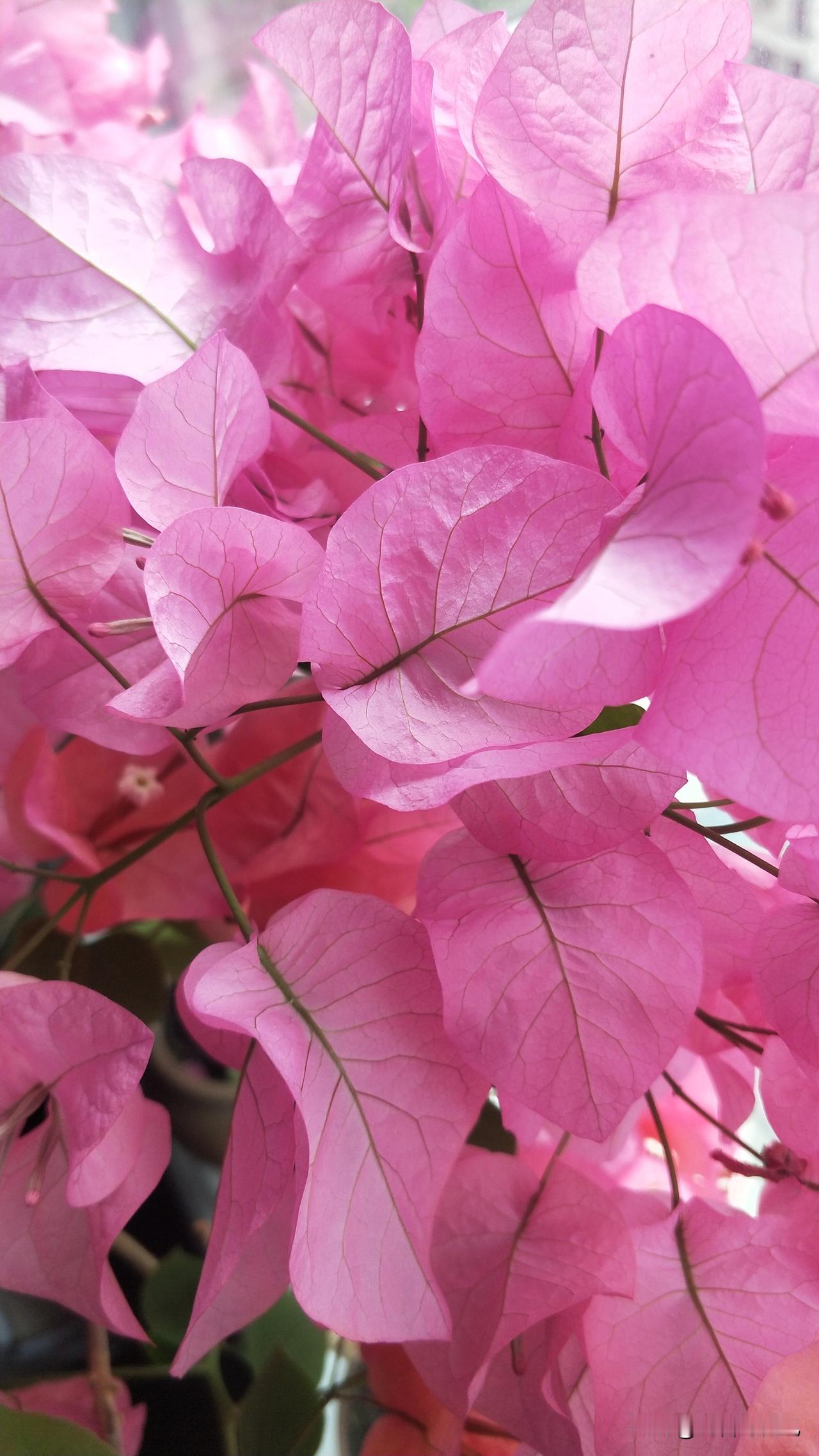 ＃温謦的三角梅＃阳台上置放着几株小小的三角梅三角梅树苗盆栽三角梅，左看一眼、