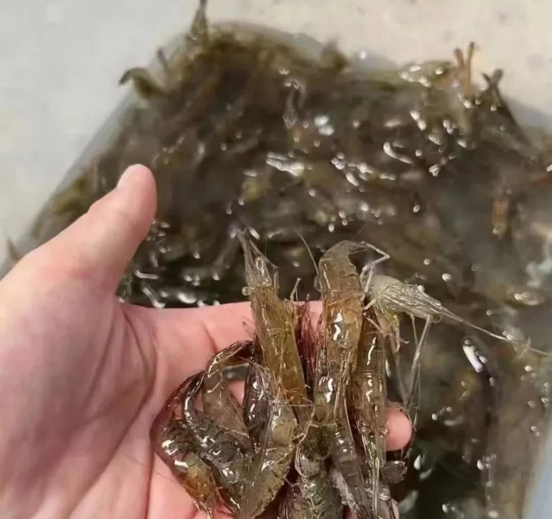 今天端午节去菜场买菜，看到河虾挺好的，啥也没想就直接买了，结果一问价，60元一斤