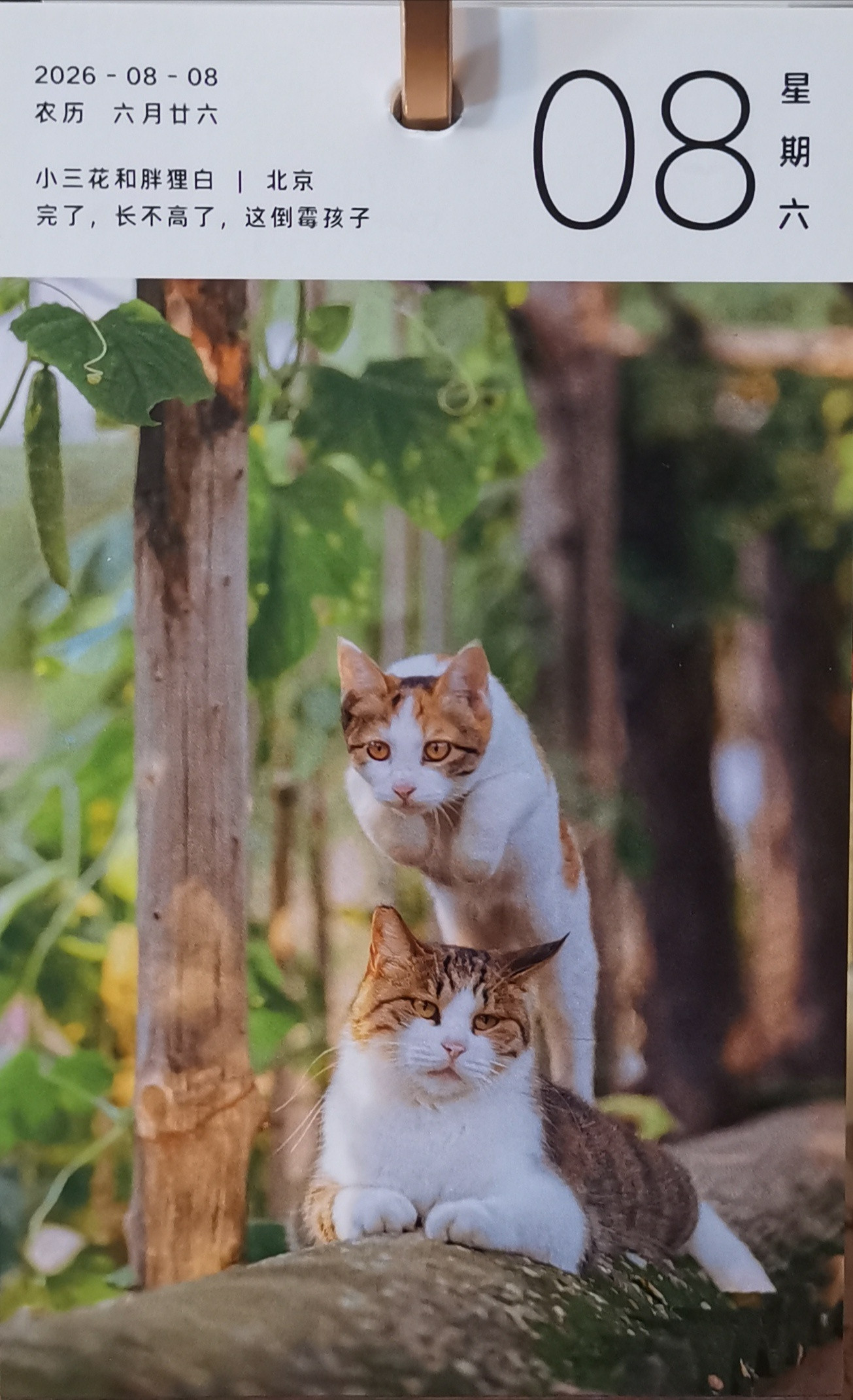 猫宁。今天8月8日，“国际猫咪日”，多帅强弟，一打盹一睡觉，节日快乐！一日二猫，