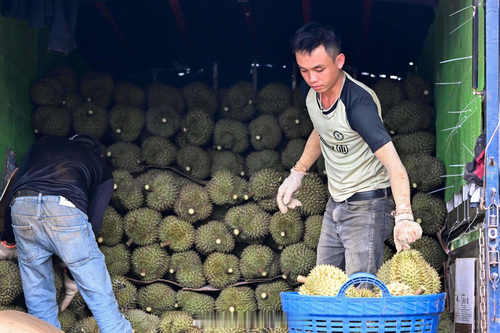 东南亚马来西亚《中国报》：越南中部高原地区每年生产的咖啡，占全球份额的六分之一