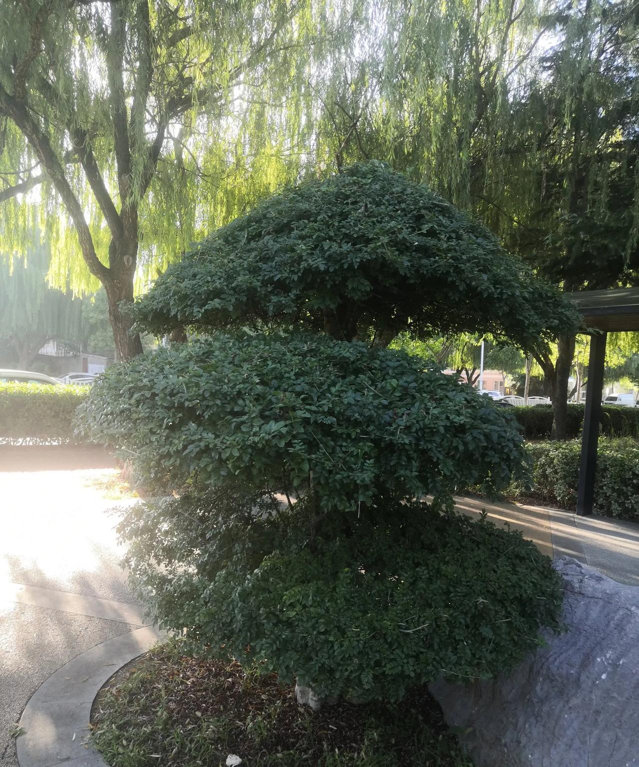 #秋日生活打卡季#有一天早晨晨练，看到虹子河旁边的一棵盆景树，因为长期疯长没人