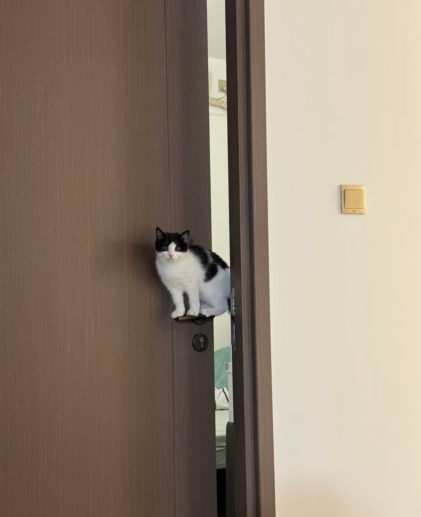 人！快看咪！闪亮登场！​​​