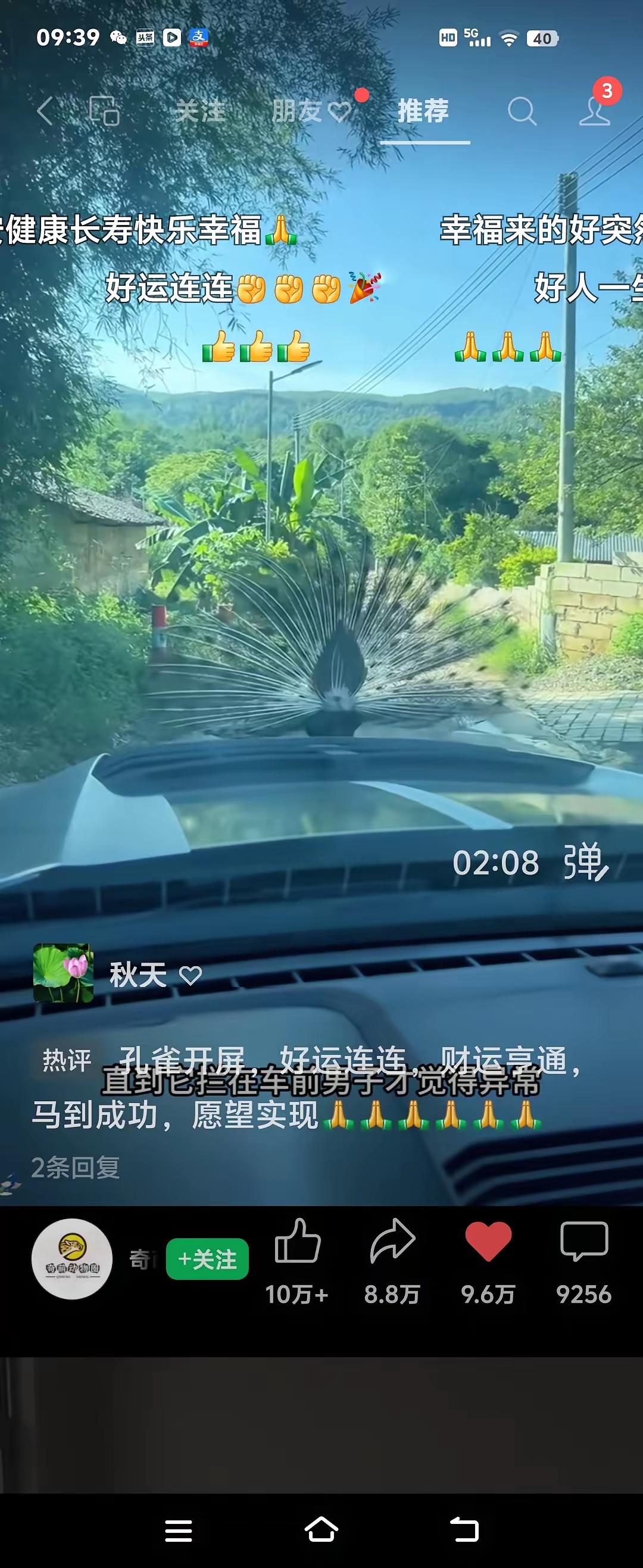 一男子在开车途中遇见一只孔雀穷追不舍，男子便把车速放慢，谁知孔雀直接拦在车子的前