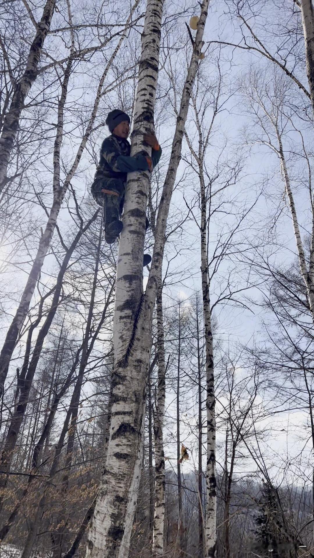 和媳妇又进山找野货啦！咱山里人过日子就靠这双手，踩着露水进林子，专挑那些藏在