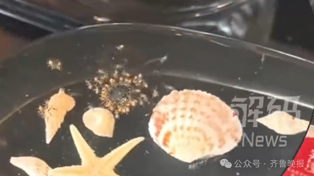顾客称三亚超7000元一晚的酒店虫子成群, 酒店方致歉: 已免费升级房型, 将全面加大蚊虫消杀力度