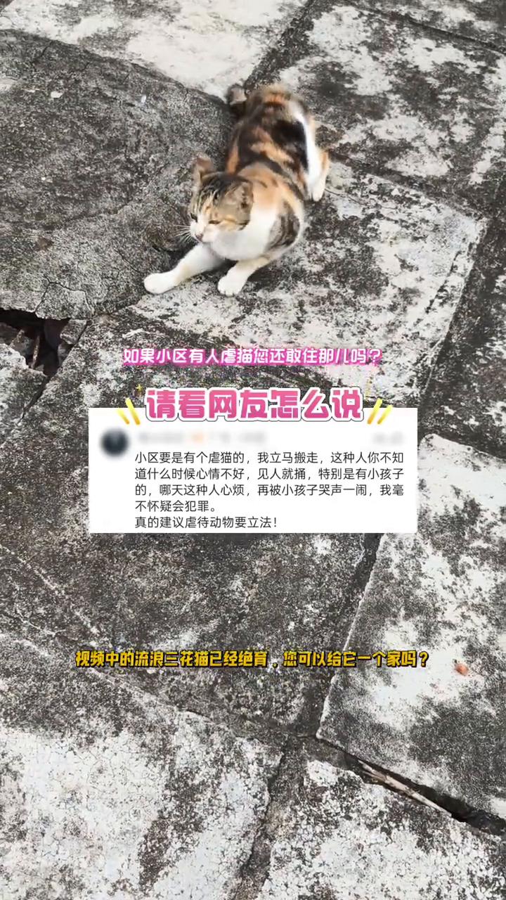 如果小区有人虐猫您还敢住那儿吗？请看网友怎么说。小区要是有个虐猫的，我立马搬走