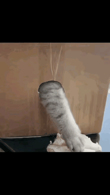 我家的猫咪不喜欢剪指甲，每次给它剪指甲都像要杀了它一样拼命挣扎，按都按不住。我在