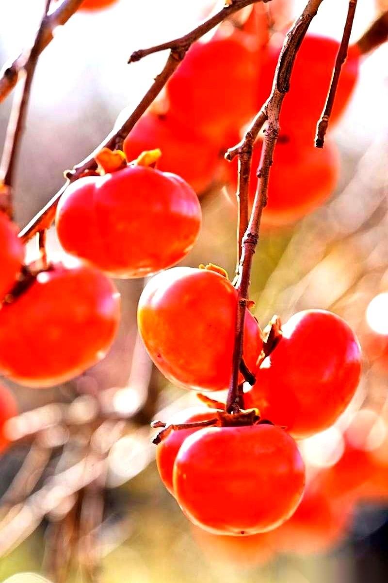 我今天三观被一个柿子给震碎了。真的，活了三十来年，我一直以为柿子就一种——就是