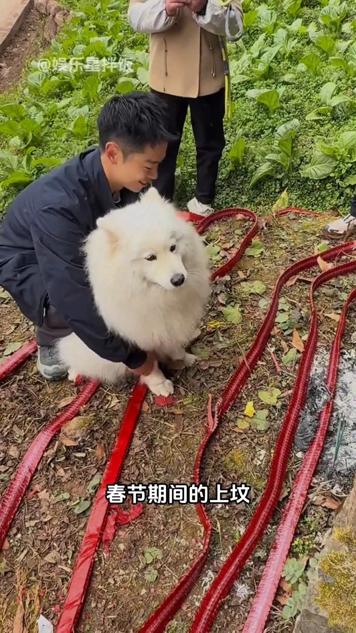 娱乐星拌饭。要说到川渝人的狗，那就不得不提他们对狗的包容性有多强。春节期间的上