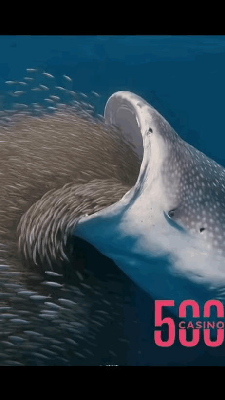 这一口够我吃好几天了