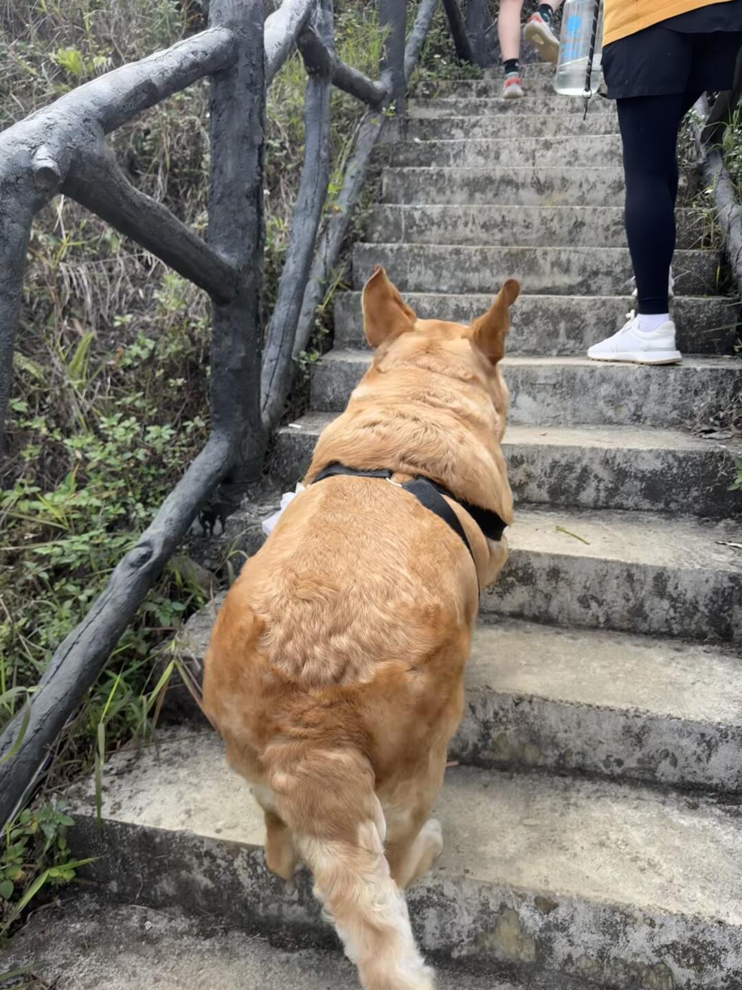 小狗爬山