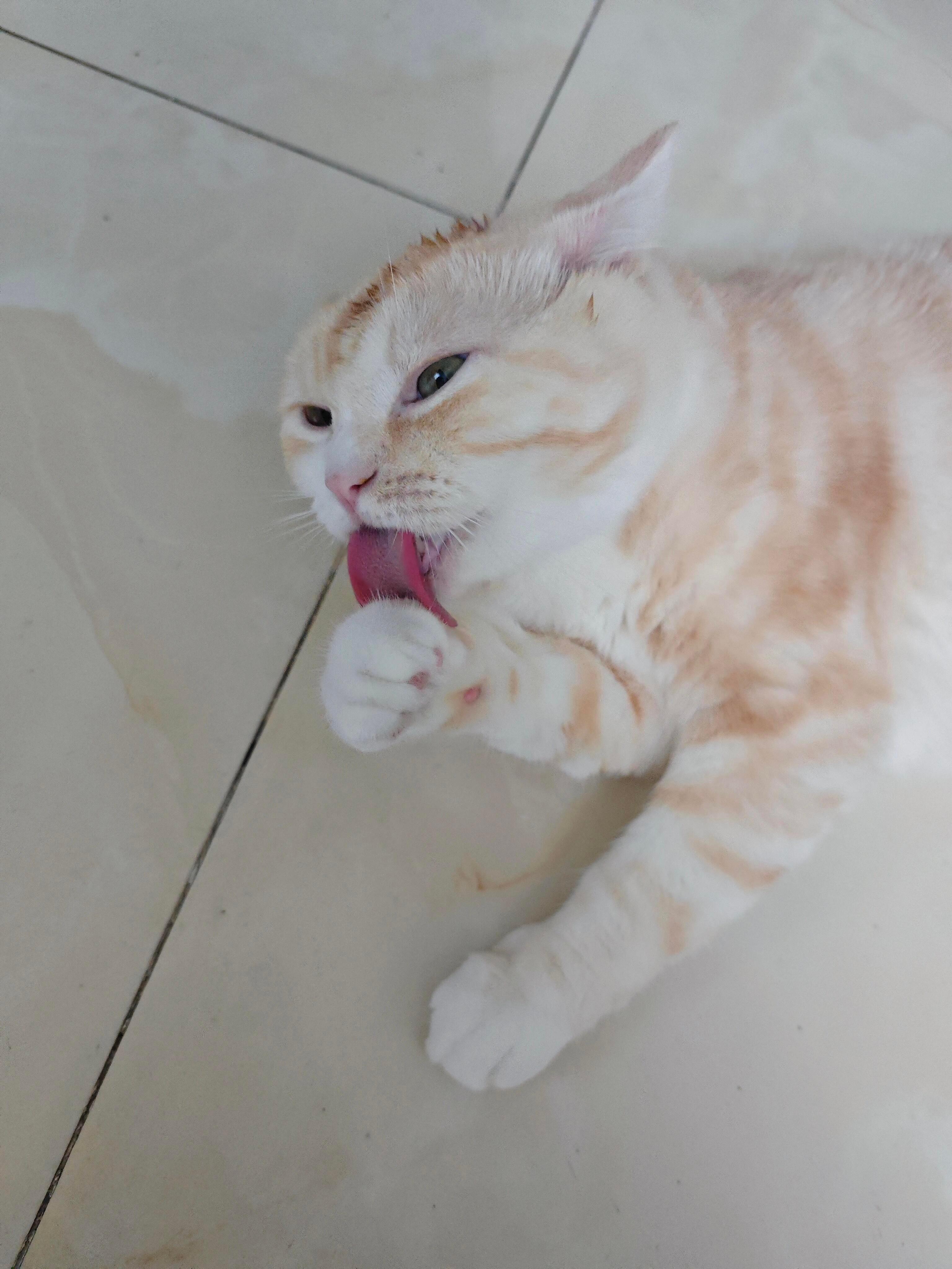 小猫给自己舔了个新发型​​​