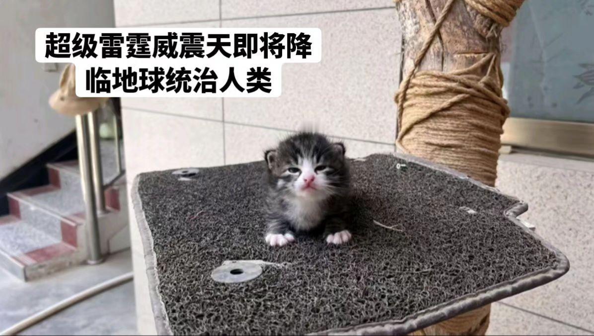 猫咪猫奶猫