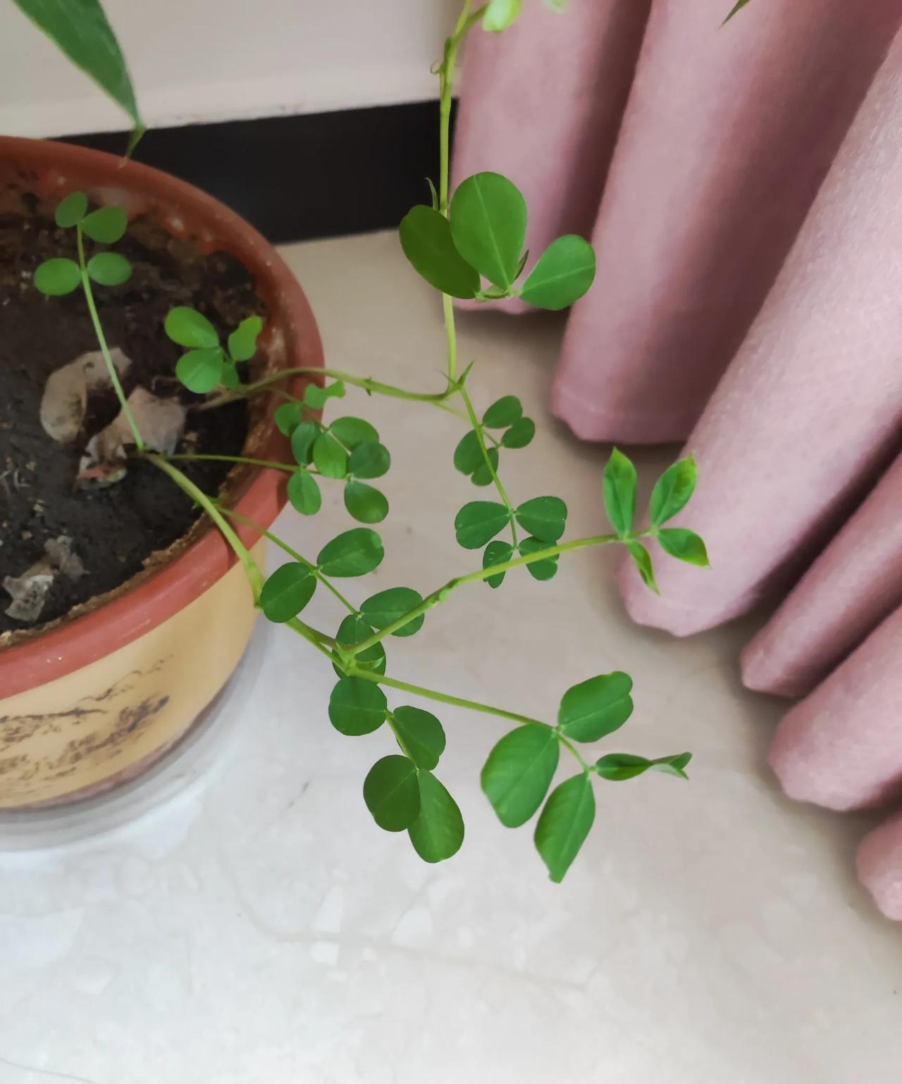 #晒一张你拍的花#不知道花盆里长出了什么花。