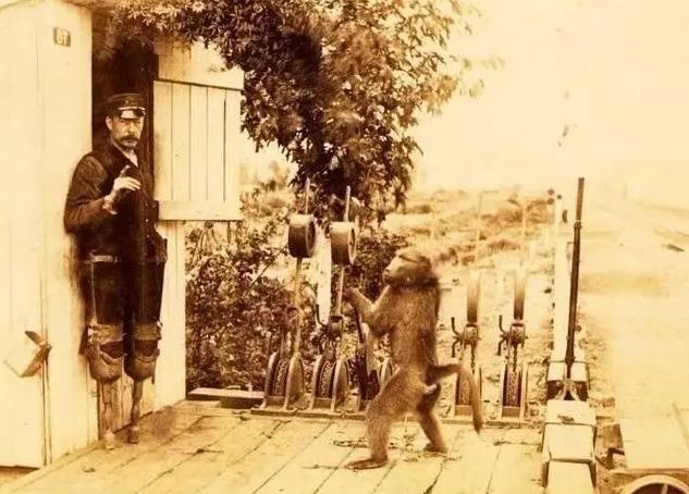 1880年，英国一名贵妇乘坐火车时，无意间看到路边站了一只狒狒，十分担心它会被火