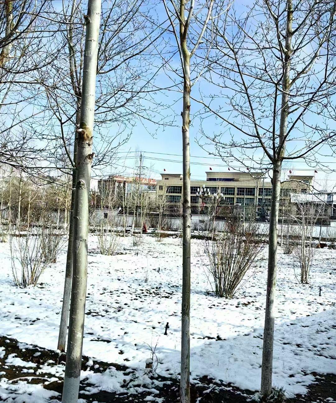太令人惊奇了，阿里地区的狮泉河畔竟然飘雪了，真是惊喜不已。忽如一夜春风来，千