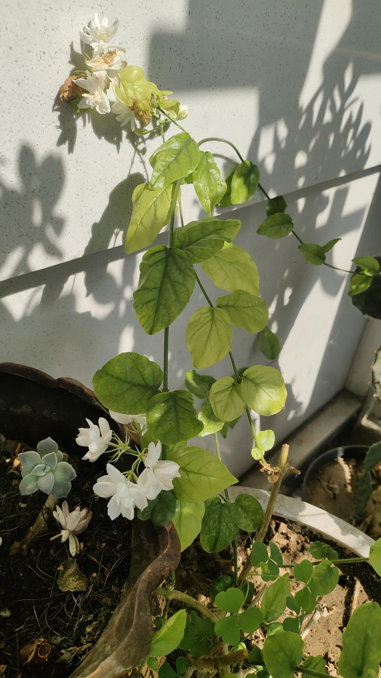 茉莉花最喜欢现在的季节，最低气温20多度，最高温度不超过35，有风有日头的，只要