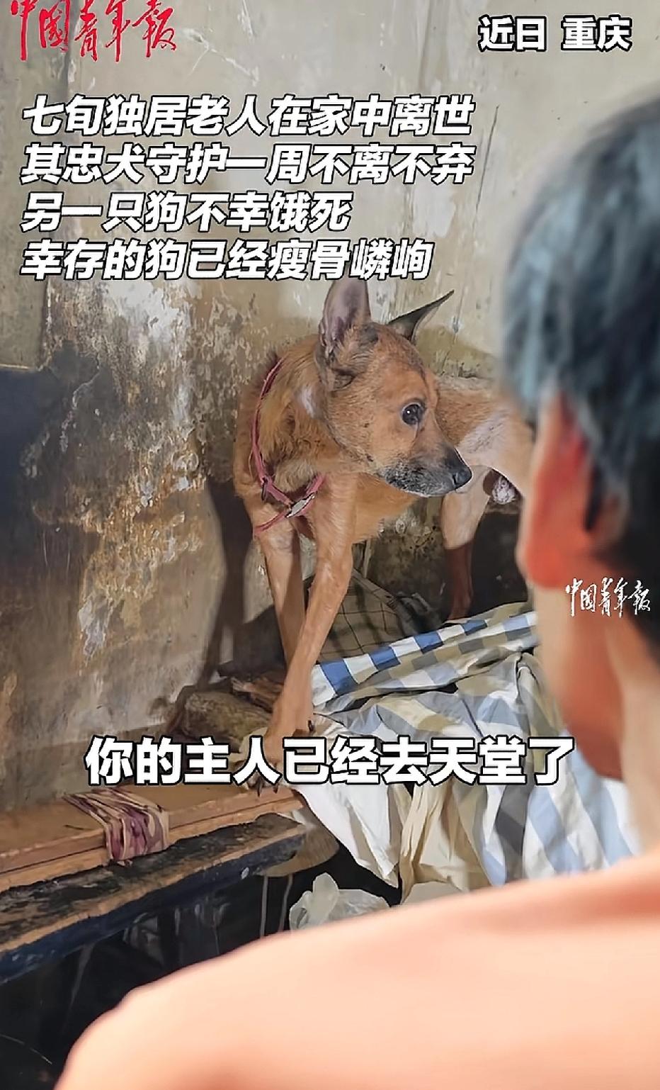 重庆福康村，年逾七旬的独居老人悄然离世。直到一周后，居民楼里飘出阵阵恶臭，老人才