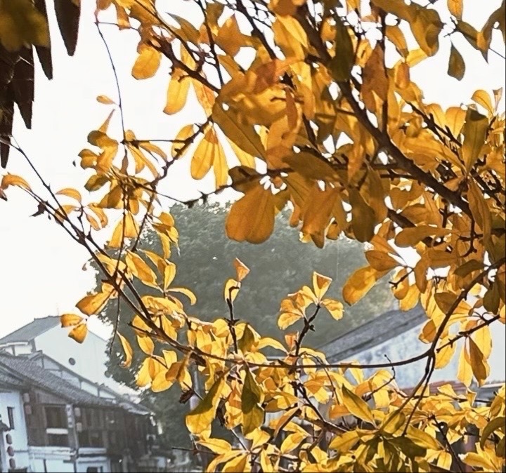 只要心向阳，不管黑暗，走到哪都光明。只要心胸开阔，不管世界再小，走哪都有你一片天