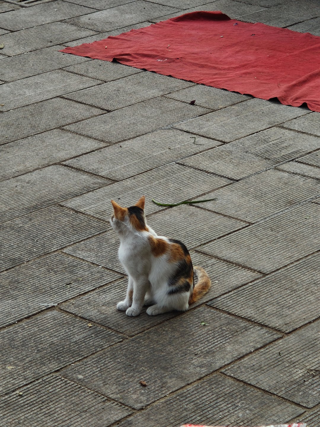 活鱼馆门前的猫猫​​​