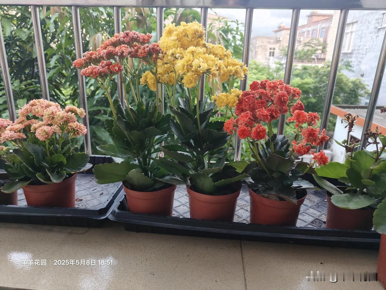 我的阳台小花园长寿花长寿花